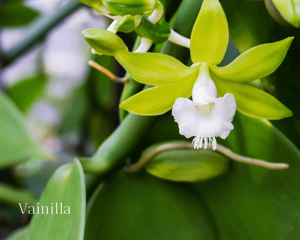 OdA Aceites Esenciales 100% Puros para aromaterapia y bienestar